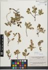 Foto von Salix glauca L.